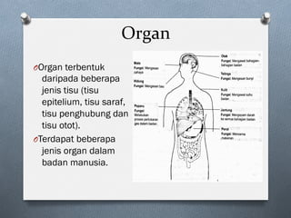 Organ	
O Organ terbentuk
daripada beberapa
jenis tisu (tisu
epitelium, tisu saraf,
tisu penghubung dan
tisu otot).
O Terdapat beberapa
jenis organ dalam
badan manusia.
 