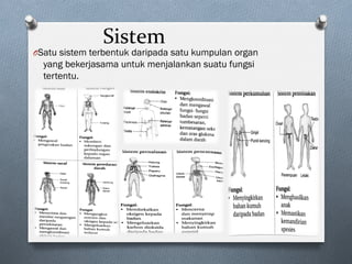 Sistem	
O Satu sistem terbentuk daripada satu kumpulan organ
yang bekerjasama untuk menjalankan suatu fungsi
tertentu.
 