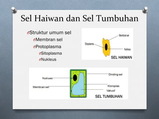 Sel	Haiwan	dan	Sel	Tumbuhan	
O Struktur umum sel
O Membran sel
O Protoplasma
O Sitoplasma
O Nukleus SEL HAIWAN
SEL TUMBUHAN
 
