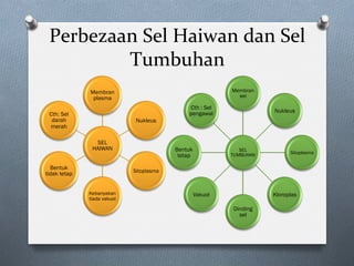 Perbezaan	Sel	Haiwan	dan	Sel	
Tumbuhan	
SEL
HAIWAN
Membran
plasma
Nukleus
Sitoplasma
Kebanyakan
tiada vakuol
Bentuk
tidak tetap
Cth: Sel
darah
merah
SEL
TUMBUHAN
Membran
sel
Nukleus
Sitoplasma
Kloroplas
Dinding
sel
Vakuol
Bentuk
tetap
Cth : Sel
pengawal
 