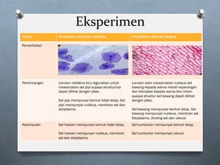 Eksperimen	
Tujuan Penyediaan slaid pipi manusia. Penyediaan slaid sel bawang
Pemerhatian
Perbincangan Larutan metilena biru digunakan untuk
mewarnakan sel pipi supaya strukturnya
dapat dilihat dengan jelas.
Sel pipi mempunyai bentuk tidak tetap. Sel
pipi mempunyai nukleus, membran sel dan
sitoplasma.
Larutan iodin mewarnakan nukleus sel
bawang kepada warna merah keperangan
dan kloroplas kepada warna biru hitam
supaya struktur sel bawang dapat dilihat
dengan jelas.
Sel bawang mempunyai bentuk tetap. Sel
bawang mempunyai nukleus, membran sel.
Sitoplasma, dinding sel dan vakuol.
Kesimpulan Sel haiwan mempunyai bentuk tidak tetap.
Sel haiwan mempunyai nukleus, membran
sel dan sitoplasma
Sel tumbuhan mempunyai bentuk tetap.
Sel tumbuhan mempunyai vakuol.
 