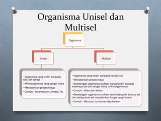 Organisma	Unisel	dan	
Multisel	
Organisma
Unisel
~Organisma yang terdiri daripada
satu sel sahaja
~Mikroorganisma yang sangat halus
~Menjalankan proses hidup
~Contoh : Paramesium, Ameba, Yis
Multisel
~Organisma yang terdiri daripada banyak sel
~Menjalankan proses hidup
~Sesetengah organisma multisel hanya terdiri darpada
beberapa sel dan sangat halus (mikroorganisma)
~Contoh : Hidra dan Mukor
~Sesetebgah organisma multisel terdiri daripada berjuta sel
dan setiap jenis sel menjalankan fungsi yang khusus
~Contoh : Manusia, tumbuhan dan haiwan
 