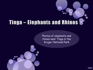 Tinga – Elephants And Rhinos