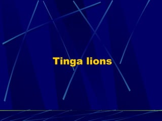 Tinga lions 