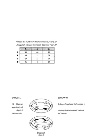 What is the number of chromosome in X, Y and Z?
Berapakah bilangan kromosom dalam X, Y dan Z?
SPM 2011, SOALAN 14
16 Diagram 6 shows Anaphase II of meiosis in
an animal cell.
Rajah 6 menunjukkan Anafasa II meiosis
dalam suatu sel haiwan.
11
 