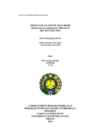 Laporan Praktikum Biologi Perikanan
KEMATANGAN GONAD IKAN BILIH
(Mystacoleucus padangensis) MELALUI
IKG DAN DAN TKG
Dosen Penanggung Jawab
Indra Lesmana, S.Pi, M.Si
Ani Suryanti, S.Pi, M.Si
Oleh
Tiur Natalia Manalu
120302028
VI / B
LABORATORIUM BIOLOGI PERIKANAN
PROGRAM STUDI MANAJEMEN SUMBERDAYA
PERAIRAN
FAKULTAS PERTANIAN
UNIVERSITAS SUMATERA UTARA
MEDAN
2014
 