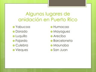Algunos lugares de
anidación en Puerto Rico
 Yabucoa

 Humacao

 Dorado

 Mayaguez

 Luquillo

 Arecibo

 Fajardo

 Barceloneta

 Culebra

 Maunabo

 Vieques

 San

Juan

 