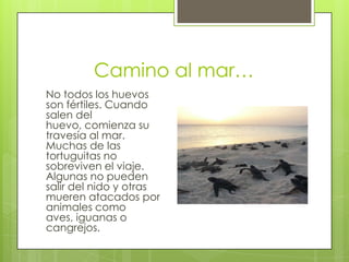 Camino al mar…
No todos los huevos
son fértiles. Cuando
salen del
huevo, comienza su
travesía al mar.
Muchas de las
tortuguitas no
sobreviven el viaje.
Algunas no pueden
salir del nido y otras
mueren atacados por
animales como
aves, iguanas o
cangrejos.

 