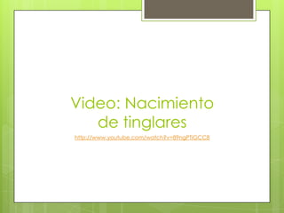 Video: Nacimiento
de tinglares
http://www.youtube.com/watch?v=89ngPTiGCC8

 