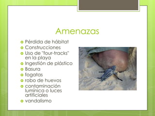 Amenazas











Pérdida de hábitat
Construcciones
Uso de "four-tracks"
en la playa
Ingestión de plástico
Basura
fogatas
robo de huevos
contaminación
lumínica o luces
artificiales
vandalismo

 