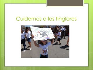 Cuidemos a los tinglares

 