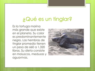 ¿Qué es un tinglar?
Es la tortuga marina
más grande que existe
en el planeta. Su color
es predominantemente
negro. Las hembras de
tinglar promedio tienen
un peso de 660 a 1,320
libras. Su dieta consiste
en moluscos, medusas y
aguavivas.

 