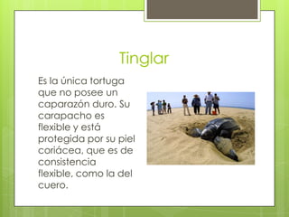 Tinglar
Es la única tortuga
que no posee un
caparazón duro. Su
carapacho es
flexible y está
protegida por su piel
coriácea, que es de
consistencia
flexible, como la del
cuero.

 
