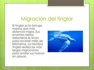 Migración del tinglar
El tinglar es la tortuga
marina que más
distancia migra. Sus
enormes aletas
delanteras le sirven
para recorrer miles de
kilómetros. La hembra
tinglar realiza las más
largas migraciones
para anidar sus huevos
en playas.

 