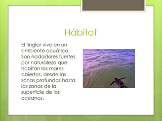 Hábitat
El tinglar vive en un
ambiente acuático.
Son nadadores fuertes
por naturaleza que
habitan los mares
abiertos, desde las
zonas profundas hasta
las zonas de la
superficie de los
océanos.

 