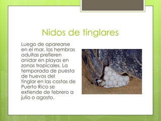 Nidos de tinglares
Luego de aparearse
en el mar, las hembras
adultas prefieren
anidar en playas en
zonas tropicales. La
temporada de puesta
de huevos del
tinglar en las costas de
Puerto Rico se
extiende de febrero a
julio o agosto.

 