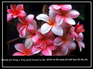 Thanks for being a Very Good Friend to Me !!!Cám ơn đã mang tới tình bạn tốt cho tôi.
 