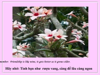 member: Friendship is like wine, it gets better as it grows older.
Hãy nhớ: Tình bạn như rượu vang, càng để lâu càng ngon
 