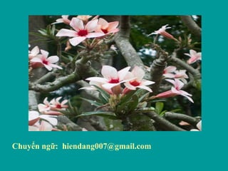 Chuyển ngữ: hiendang007@gmail.com
 