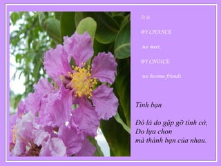 It is
BY CHANCE
we meet,
BY CHOICE
we become friends
Tình bạn
Đó là do gặp gỡ tình cờ,
Do lựa chon
mà thành bạn của nhau.
 