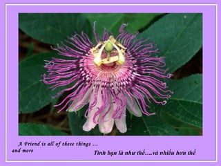 A Friend is all of these things …
and more Tình bạn là như thế….và nhiều hơn thế
 