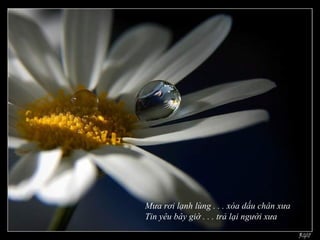 Mưa rơi lạnh lùng . . . xóa dấu chân xưa
Tin yêu bây giờ . . . trả lại người xưa
 
