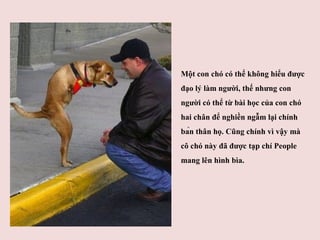 Một con chó có thể không hiểu được
đạo lý làm người, thế nhưng con
người có thể từ bài học của con chó
hai chân để nghiền ...