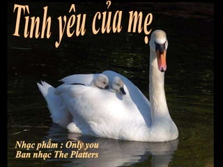 Tình yêu của mẹ Nhạc phẩm : Only you Ban nhạc The Platters 