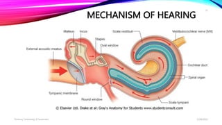 Tinnitus.ppt