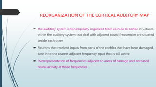 REORGANIZATION OF THE CORTICAL AUDITORY MAP
 The auditory system is tonotopically organized from cochlea to cortex: structures
within the auditory system that deal with adjacent sound frequencies are situated
beside each other
 Neurons that received inputs from parts of the cochlea that have been damaged,
tune in to the nearest adjacent frequency input that is still active
 Overrepresentation of frequencies adjacent to areas of damage and increased
neural activity at those frequencies
 