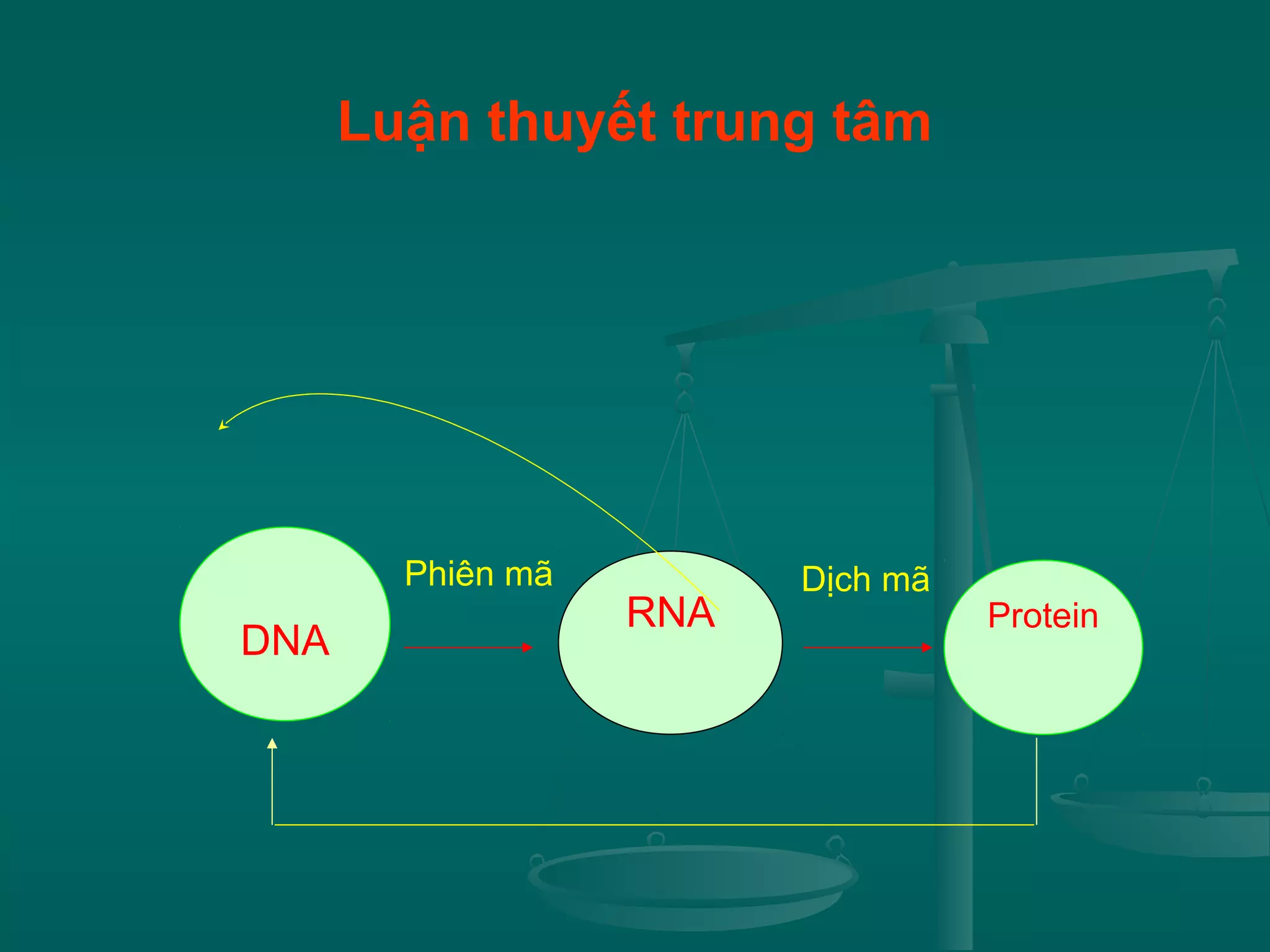 Luận thuyết trung tâm
RNA
DNA
Protein
Phiên mã Dịch mã
 