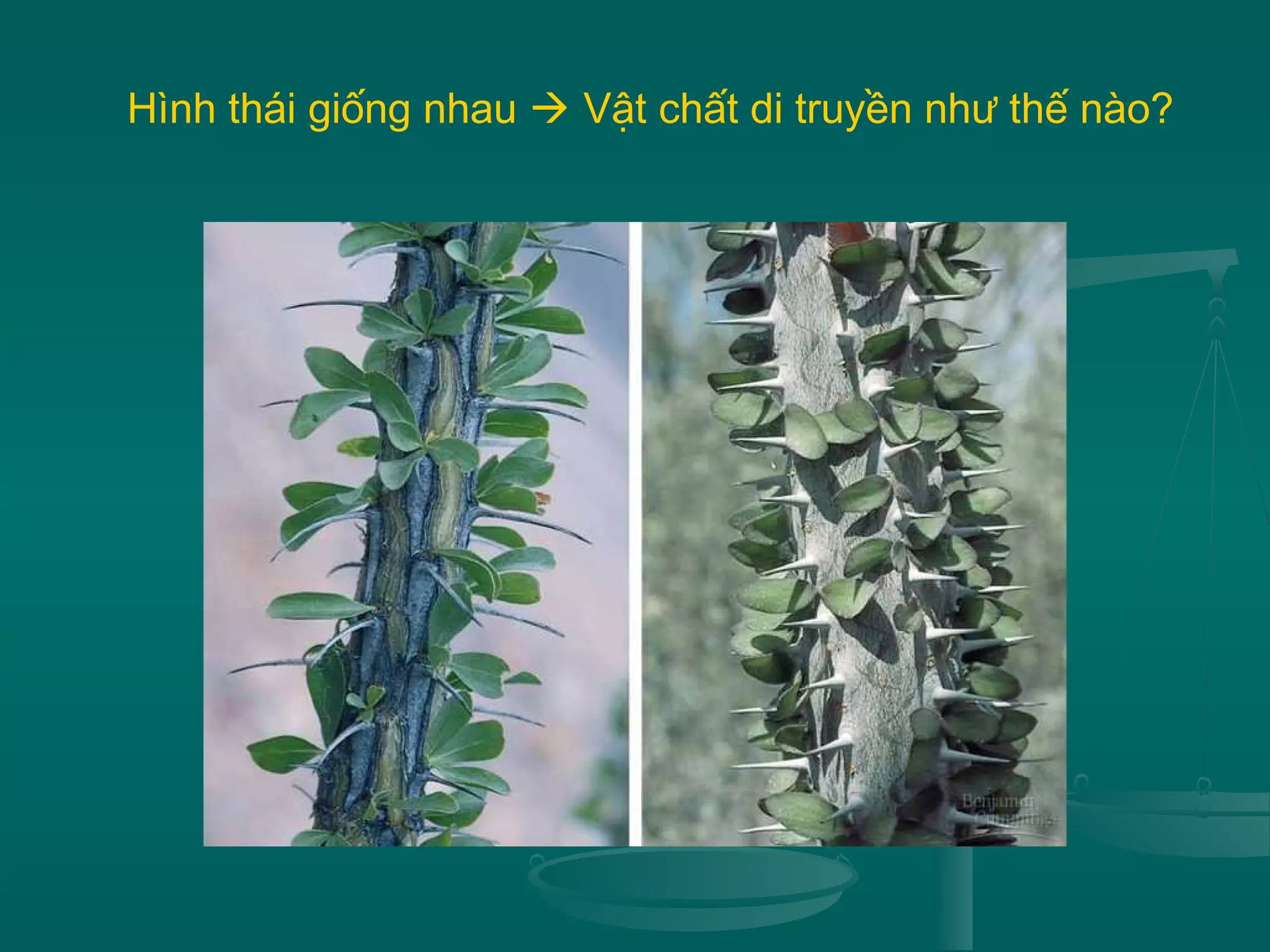 Hình thái giống nhau  Vật chất di truyền như thế nào?
 