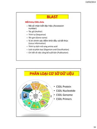 13/03/2013
16
Mỗi Entry CSDL chứa
– Mã số nhận biết đặc hiệu (Accession
number)
– Tác giả (Author)
– Trình tự (Sequence)
– Tên gen (Gene name)
– Vị trí chính xác điểm khởi đầu và kết thúc
(Locus Information)
– Trình tự dịch mã sang amino acid
– Loài và phân loại (Organism and Classification)
– Chi tiết về việc công bố xuất bản (Publication)
BLAST
PHÂN LOẠI CƠ SỞ DỮ LIỆU
• CSDL Protein
• CSDL Nucleotide
• CSDL Genome
• CSDL Primers
 