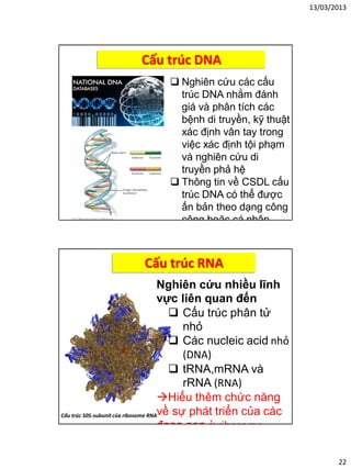 13/03/2013
22
Cấu trúc DNA
 Nghiên cứu các cấu
trúc DNA nhằm đánh
giá và phân tích các
bệnh di truyền, kỹ thuật
xác định vân tay trong
việc xác định tội phạm
và nghiên cứu di
truyền phả hệ
 Thông tin về CSDL cấu
trúc DNA có thể được
ấn bản theo dạng công
cộng hoặc cá nhân
Cấu trúc RNA
Nghiên cứu nhiều lĩnh
vực liên quan đến
 Cấu trúc phân tử
nhỏ
 Các nucleic acid nhỏ
(DNA)
 tRNA,mRNA và
rRNA (RNA)
Hiểu thêm chức năng
về sự phát triển của các
đoạn gen ở ribosome
Cấu trúc 50S-subunit của ribosome RNA
 