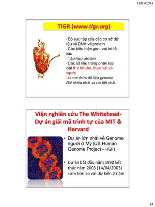 13/03/2013
24
TIGR (www.tigr.org)
- Bộ sưu tập của các cơ sở dữ
liệu về DNA và protein
- Các biểu hiện gen, vai trò tế
bào
- Tập hợp protein
- Các số liệu trong phân loại
loài ở vi khuẩn, thực vật và
người
- Là nơi chứa dữ liệu genome
VSV nhiều nhất và chi tiết nhất
Viện nghiên cứu The Whitehead-
Dự án giải mã trình tự của MIT &
Harvard
• Dự án lớn nhất về Genome
người ở Mỹ (US Human
Genome Project – HGP)
• Dự án bắt đầu năm 1990 kết
thúc năm 2003 (14/04/2003)
sớm hơn so với dự kiến 2 năm
 