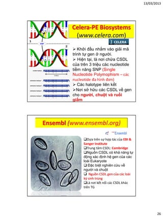 13/03/2013
26
Celera-PE Biosystems
(www.celera.com)
 Khởi đầu nhắm vào giải mã
trình tự gen ở người.
 Hiện tại, là nơi chứa CSDL
của trên 3 triệu các nucleotide
tiềm năng SNP (Single
Nucleotide Polymophism – các
nucleotide đa hình đơn)
 Các halotype liên kết
Nơi sở hữu các CSDL về gen
cho người, chuột và ruồi
giấm
Ensembl (www.ensembl.org)
Dựa trên sự hợp tác của EBI &
Sanger Institute
Trung tâm CSDL: Cambridge
Nguồn CSDL có khả năng tự
động xác định hệ gen của các
loài Eukaryote
 Đặc biệt nghiên cứu về
người và chuột
 Nguồn CSDL gen của các loài
ký sinh trùng
Là nơi kết nối các CSDL khác
trên TG
 