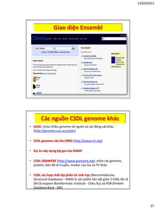 13/03/2013
27
Giao diện Ensembl
Các nguồn CSDL genome khác
• UCSC: chứa nhiều genome về người và các động vật khác
(http://genome.cse.ucsc/edu)
• CSDL genome cây lúa (IRRI) (http://www.irri.org)
• Dự án xây dựng bộ gen lúa OMAP
• CSDL GRAMENE (http://www.gramene.org): chứa các genome,
protein, bản đồ di truyền, marker của lúa và TV khác
• CSDL các hợp chất đại phân tử sinh học (Macromolecular
Structural Databases – MSD) là sản phẩm liên kết giữa 2 CSDL lớn là
EBI (European Bioinformatic Institute - Châu Âu) và PDB (Protein
Database Bank - Mỹ)
 