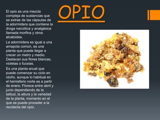 OPIOEl opio es una mezcla
compleja de sustancias que
se extrae de las cápsulas de
la adormidera que contiene la
droga narcótica y analgésica
llamada morfina y otros
alcaloides.
La adormidera es igual a una
amapola común, es una
planta que puede llegar a
crecer un metro y medio.
Destacan sus flores blancas,
violetas o fucsias.
Es una planta anual que
puede comenzar su ciclo en
otoño, aunque lo habitual en
el hemisferio norte es a partir
de enero. Florece entre abril y
junio dependiendo de la
latitud, la altura y la variedad
de la planta, momento en el
que se puede proceder a la
recolecta del opio.
 