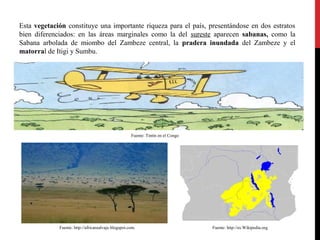 Esta vegetación constituye una importante riqueza para el país, presentándose en dos estratos
bien diferenciados: en las áreas marginales como la del sureste aparecen sabanas, como la
Sabana arbolada de miombo del Zambeze central, la pradera inundada del Zambeze y el
matorral de Itigi y Sumbu.

Fuente: Tintín en el Congo

Fuente: http://africansalvaje.blogspot.com.

Fuente: http://es.Wikipedia.org

 