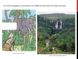 En el área del noreste nos encontramos con la selva de tierras bajas del Congo nororiental.

Fuente: Tintín en el Congo
Fuente: proferafadeinfantil.blogspot.com

 