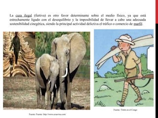 La caza ilegal (furtiva) es otro favor determinante sobre el medio físico, ya que está
estrechamente ligado con el desequilibrio y la imposibilidad de llevar a cabo una adecuada
sostenibilidad cinegética, siendo la principal actividad delictiva el tráfico o comercio de marfil.

Fuente: Tintín en el Congo
Fuente: Fuente: http://www.ecuavisa.com/

 