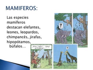 Las especies
mamíferos
destacan elefantes,
leones, leopardos,
chimpancés, jirafas,
hipopótamos,
búfalos…
 