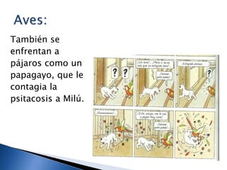 También se
enfrentan a
pájaros como un
papagayo, que le
contagia la
psitacosis a Milú.
 