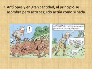 • Antílopes y en gran cantidad, al principio se
asombra pero acto seguido actúa como si nada.
 