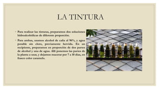 tinturas, medicina tradicional documento.pptx