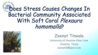 Does Stress Causes Changes In
Bacterial Community Associated
With Soft Coral Plexaura
homomalla?
Zeenat Tinwala
University of Houston-Clear Lake
Houston- Texas
zeenat16@gmail.com
 