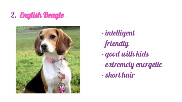Tiny Dog Breeds For Your Bag