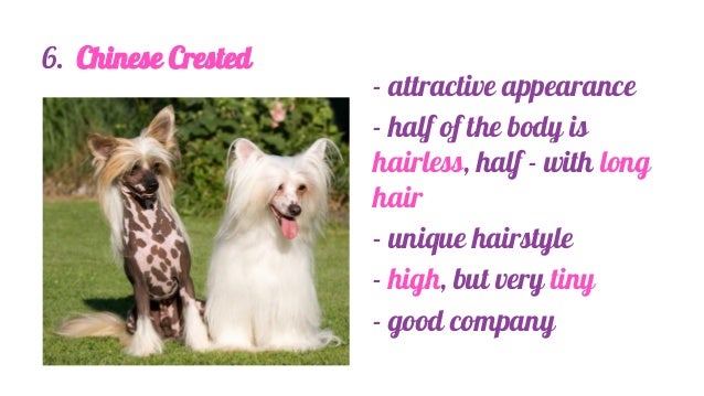 Tiny Dog Breeds For Your Bag