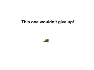 This one wouldn’t give up!

 