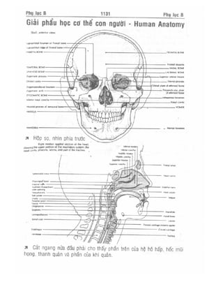 Từ điển y học anh việt